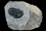 Detailed Gerastos Trilobite Fossil - Morocco #107061-1